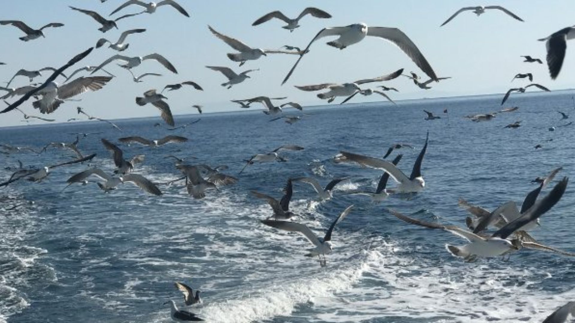 A family-friendly boat with clean facilities and a kind captain