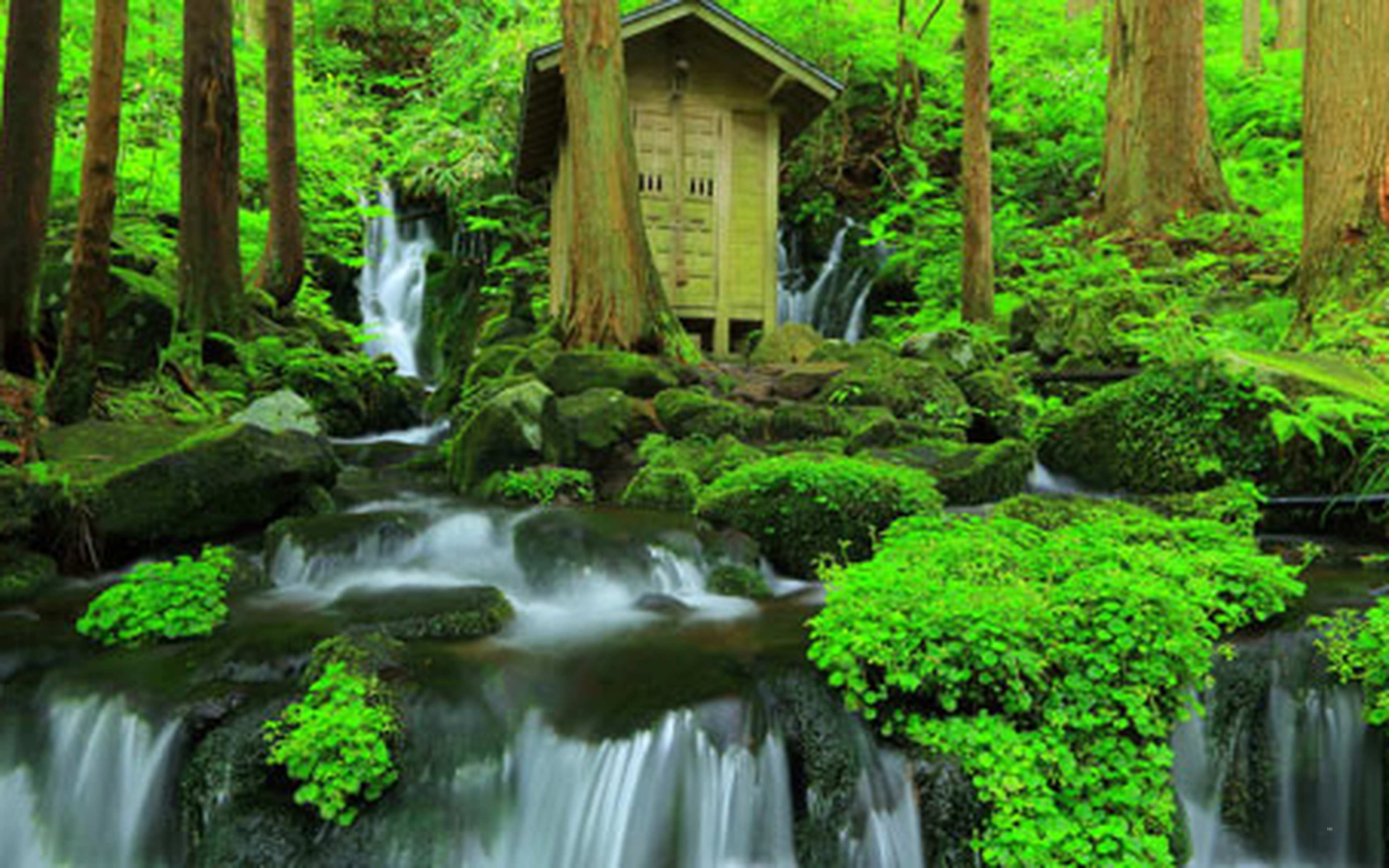 Water spilling over mossy rocks in a cedar forest, with a small shrine hall above