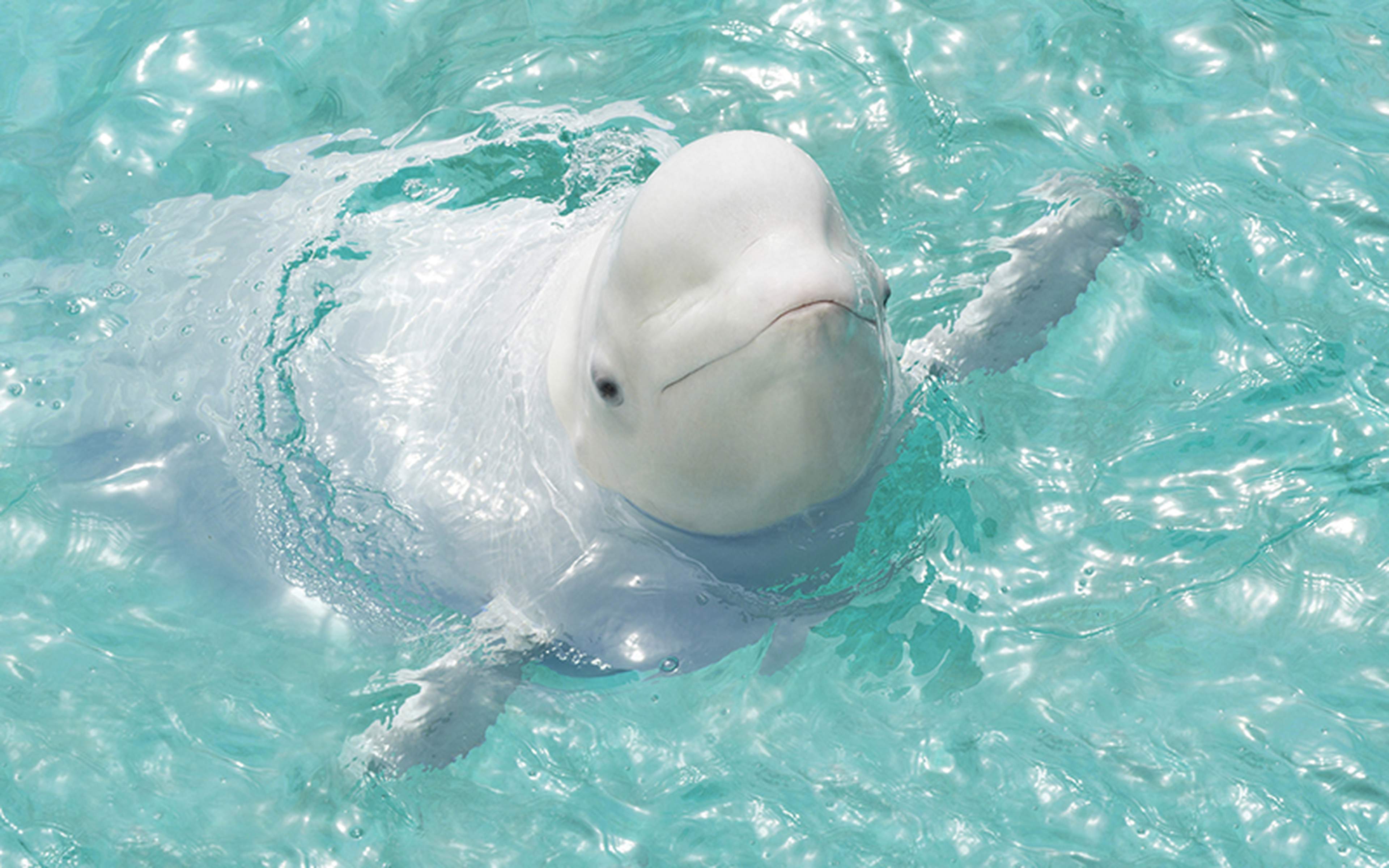 A beluga whale raising its head from the water of a pool