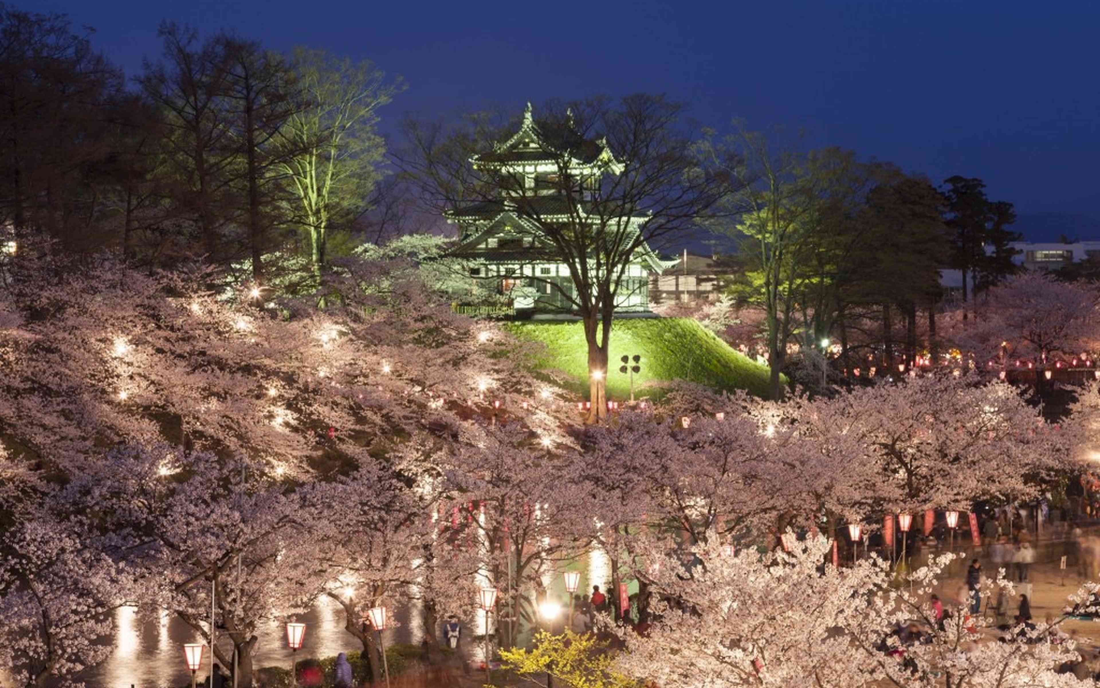 A castle turret lit up at night among cherry blossoms in full bloom