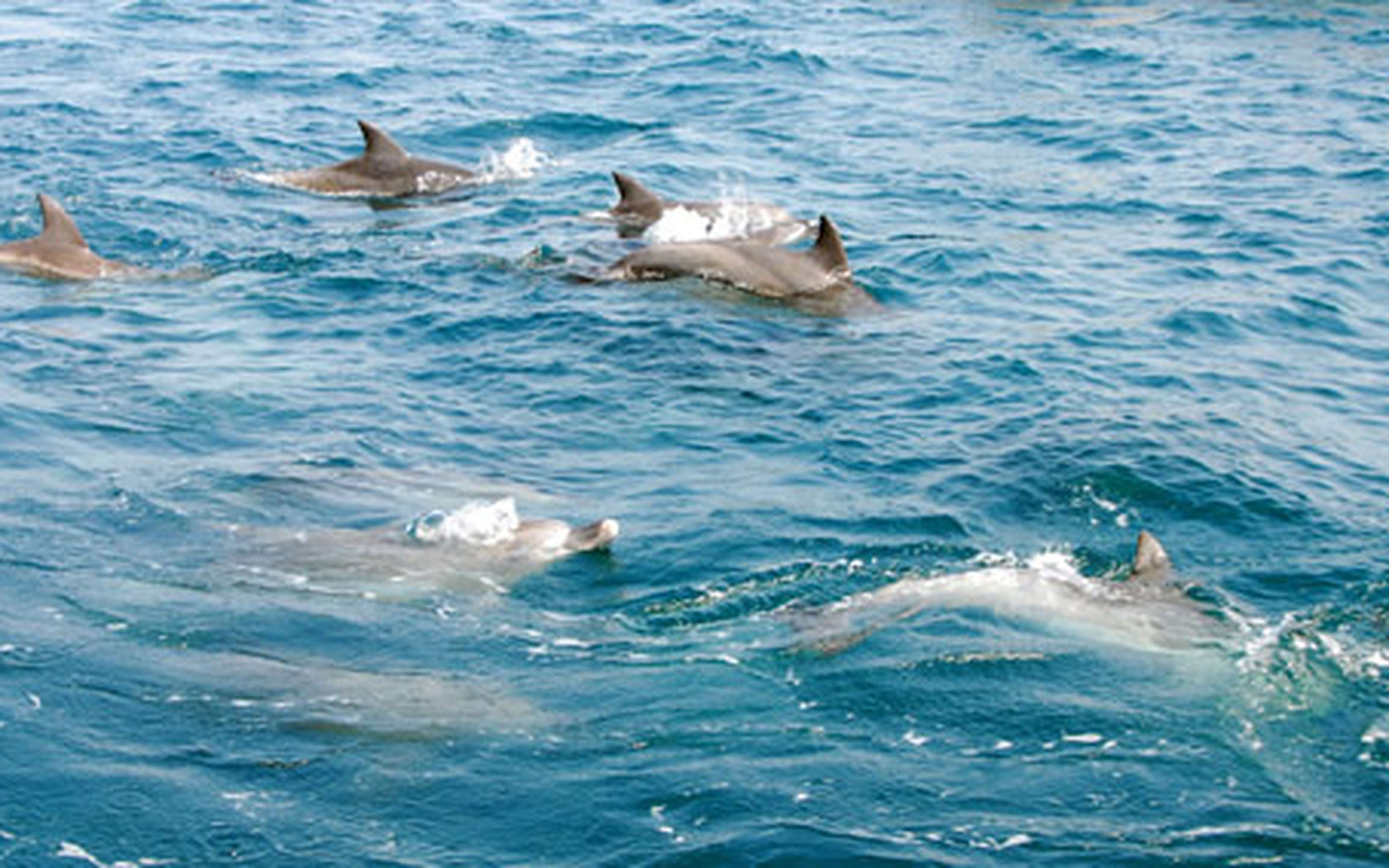A pod of dolphins swimming in the sea off Amakusa