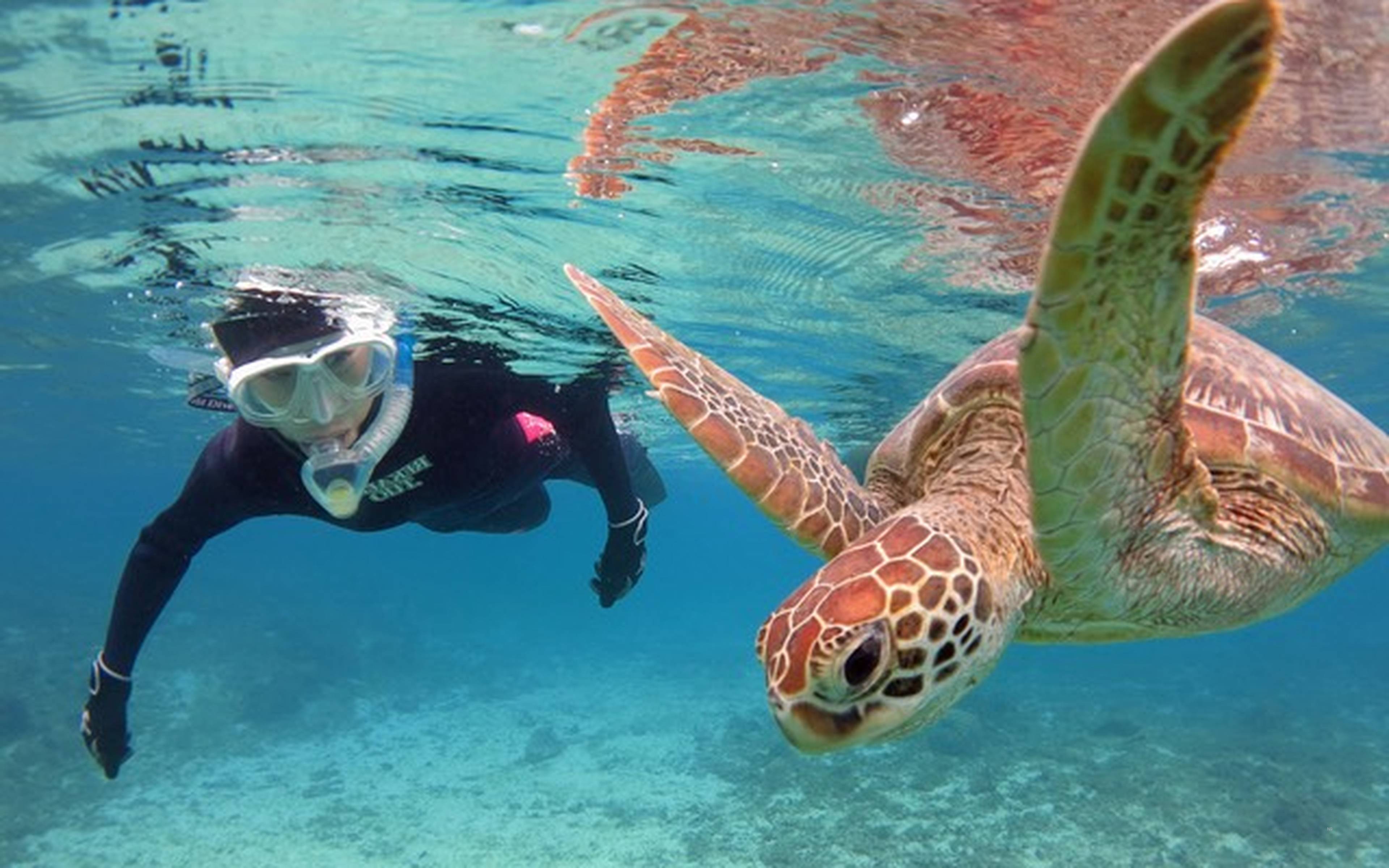 A snorkeller swimming beside a sea turtle