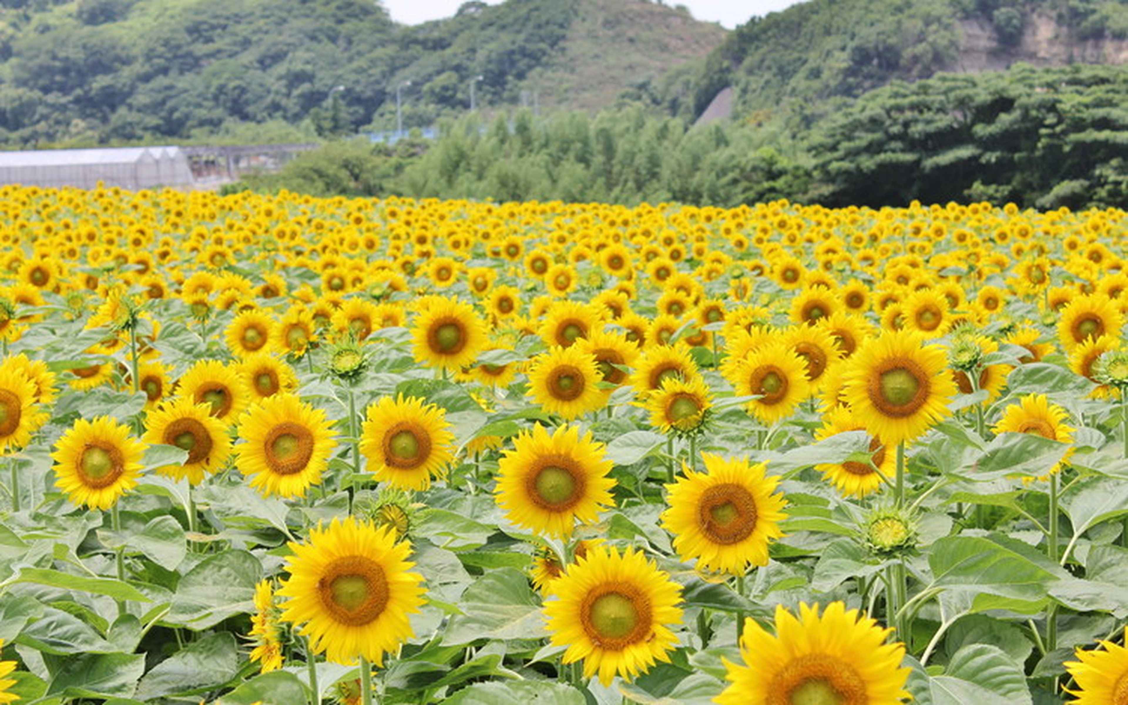 Minamichita townscapes and coastal atmosphere