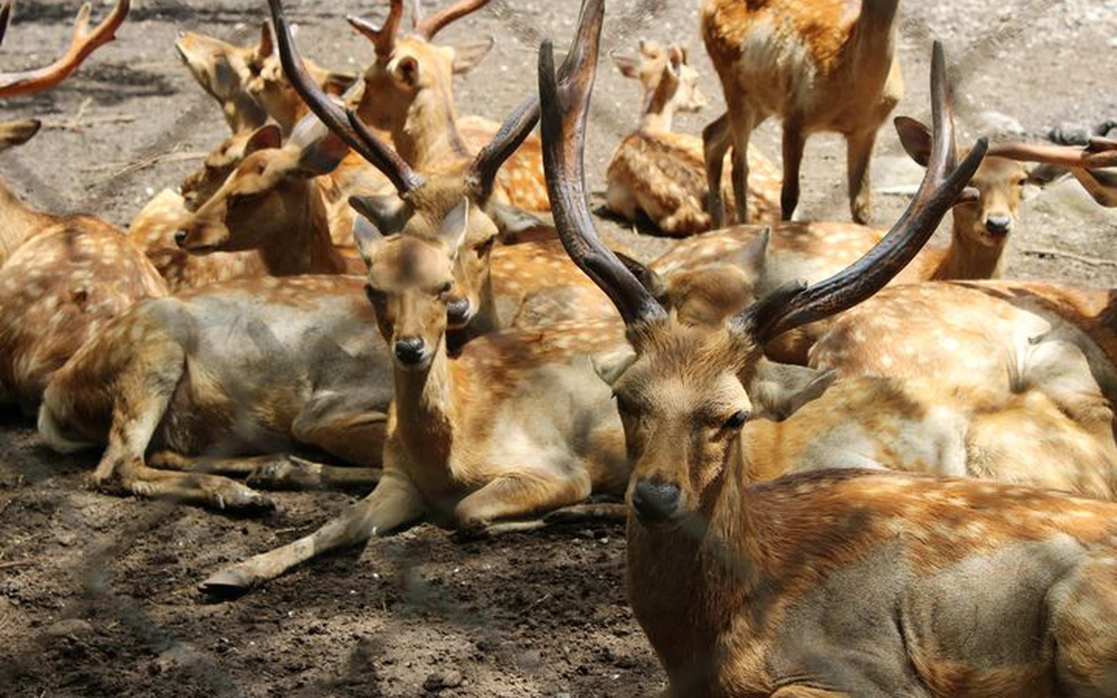 Local port atmosphere and the Mt. Fuji coastline.