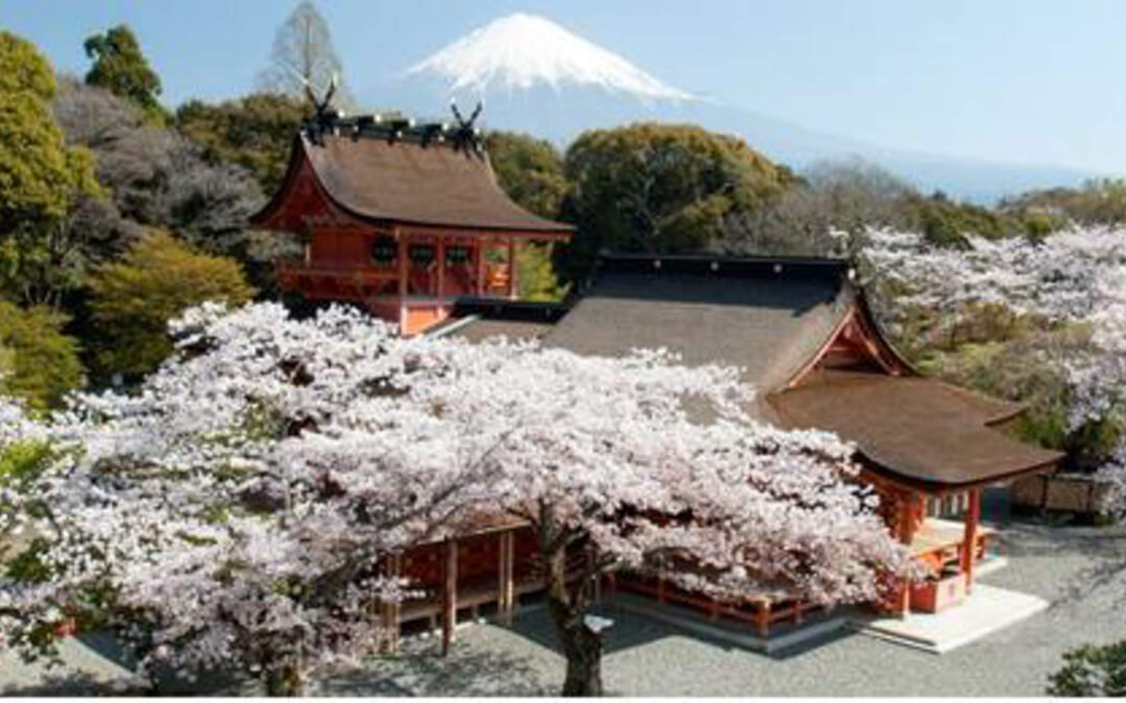 Cherry blossoms beside a vermillion shrine, with a snow-capped mountain in the distance
